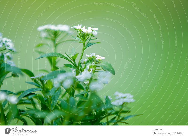 Green Something Natur Pflanze Blüte Wildpflanze grün weiß Umwelt Farbfoto Außenaufnahme Nahaufnahme Menschenleer Tag Unschärfe Schwache Tiefenschärfe