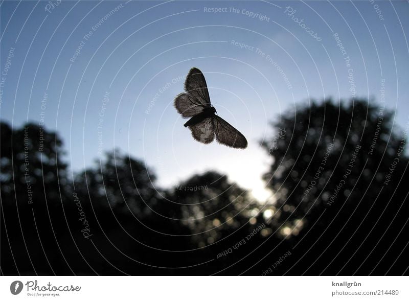 Flattermann Natur Pflanze Tier Himmel Baum Motte Schmetterling Insekt 1 dunkel hell blau schwarz durchscheinend Farbfoto Außenaufnahme Menschenleer