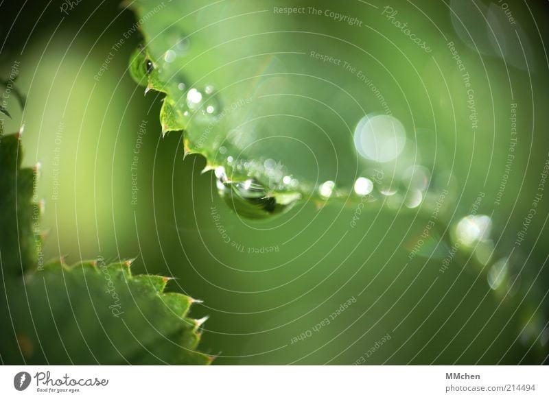 ZickeZacke Natur Wasser Wassertropfen Pflanze Wildpflanze leuchten frisch grün Tau Farbfoto Außenaufnahme Makroaufnahme Textfreiraum rechts Textfreiraum oben