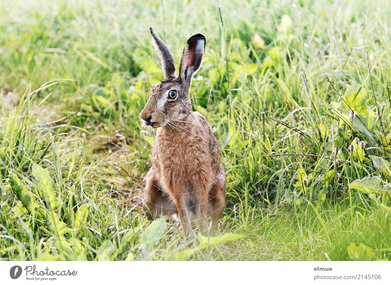 Sommerhasi Feld Wildtier Hase & Kaninchen Wildhase Ohr Fell Löffel beobachten hocken Kommunizieren sportlich kuschlig nah natürlich niedlich grün achtsam