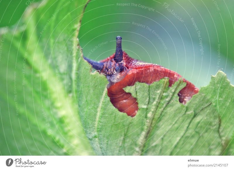 Gartenschreck (1) Natur Tier Sommer Kopfsalat Eisbergsalat Schnecke Nacktschnecken Fühler Schädlinge Schädlingsbekämpfung Fressen dick Ekel frech gruselig klein