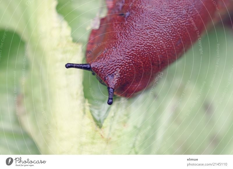 Gartenschreck (2) Tier Sommer Salat Wildtier Schnecke Nacktschnecken Fühler Schädlinge Fressen Ekel gruselig klein nackt schleimig braun Entsetzen Wut Hass