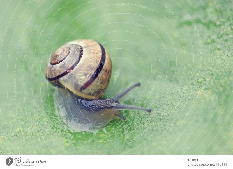 Ausflug ins Grüne (1) Natur Tier Sommer Blatt Garten Wildtier Schnecke Gartenschnecke Fühler nah schleimig Zufriedenheit Optimismus Willensstärke Mut ästhetisch