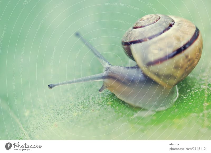 Ausflug ins Grüne (2) Umwelt Natur Tier Blatt Garten Wildtier Schnecke Fühler Schneckenhaus Weichtier Gartenschnecke nah schleimig Willensstärke geduldig bizarr