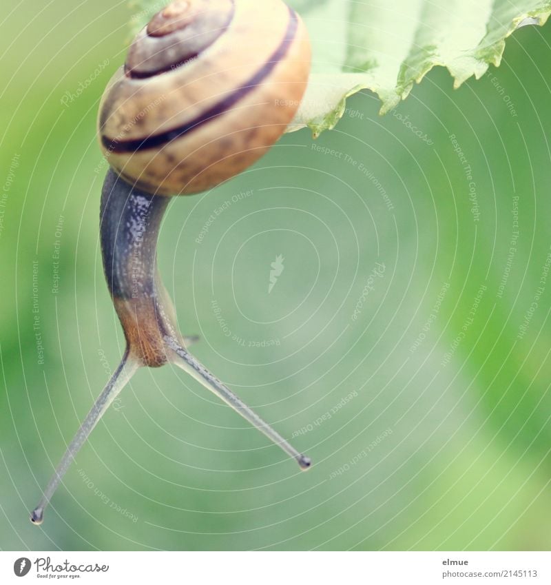 Hängepartie (2) Tier Sommer Garten Wildtier Schnecke Gartenschnecke Fühler Schneckenhaus Weichtier Bewegung hängen sportlich klein nah schleimig Willensstärke