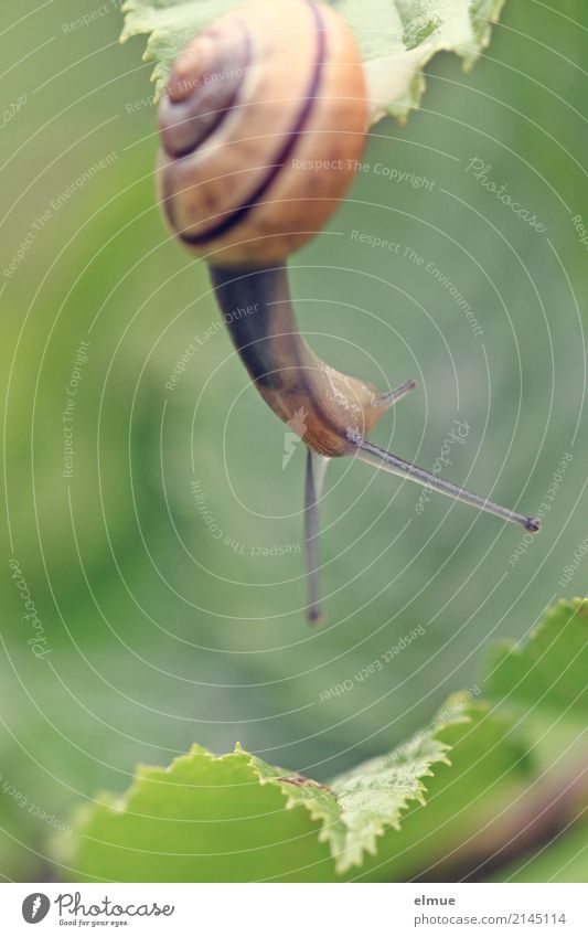 Hängepartie (1) Sommer Garten Wildtier Schnecke Gartenschnecke Weichtier Schneckenhaus Fühler Bewegung hängen sportlich elegant klein natürlich schleimig