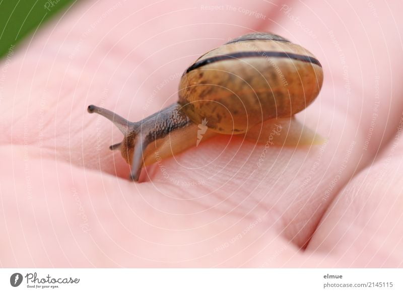 Rutschpartie Wildtier Schnecke Gartenschnecke Fühler klein nah dünn schleimig Geschwindigkeit Willensstärke Tatkraft Tierliebe Gelassenheit geduldig Trägheit