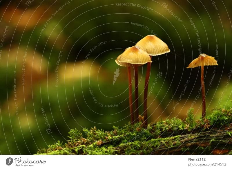 Eins gegen Drei Natur Herbst Moos wild braun grün Pilz Pilzhut Baumstamm Waldboden wildwachsen September Oktober Baumpilz Nahaufnahme Detailaufnahme