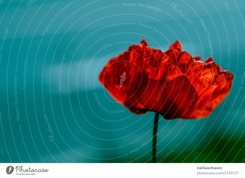 Mohn Sommer Natur Pflanze Frühling Schönes Wetter Blume Blüte Wildpflanze Mohnblüte Blühend Wachstum Duft natürlich schön blau rot Frühlingsgefühle Romantik