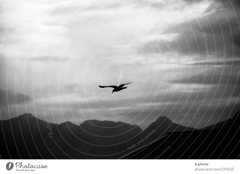 freedom flyer Umwelt Tier Luft Himmel Wolken Sonnenlicht Wetter Berge u. Gebirge Wildtier Möwe Vogel 1 fliegen frei Stimmung Neugier Bewegung Einsamkeit