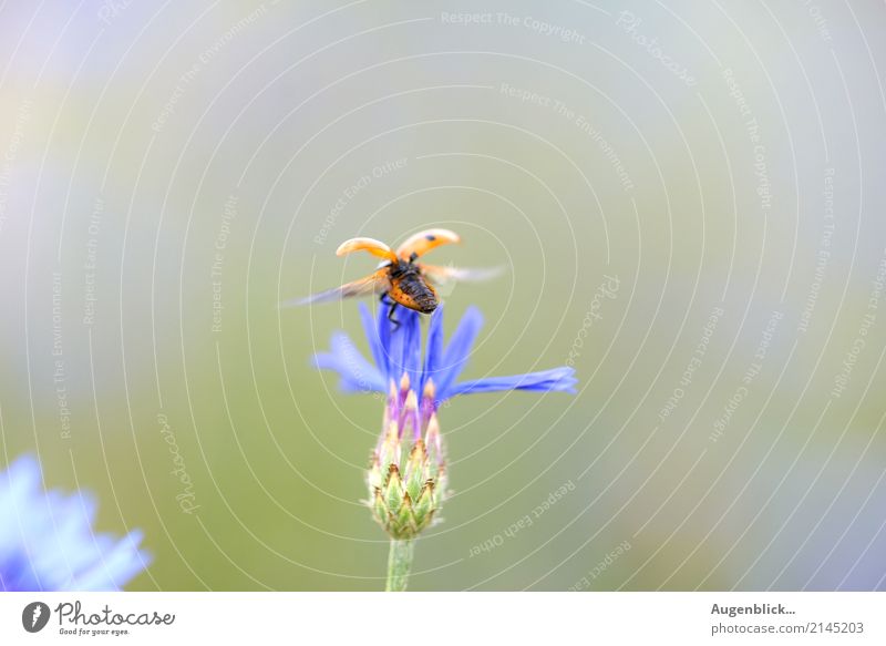 Abflug in drei...zwei...eins... Marienkäfer Käfer rot grün Natur Makroaufnahme krabbeln Farbfoto Glück Sommer fliegen