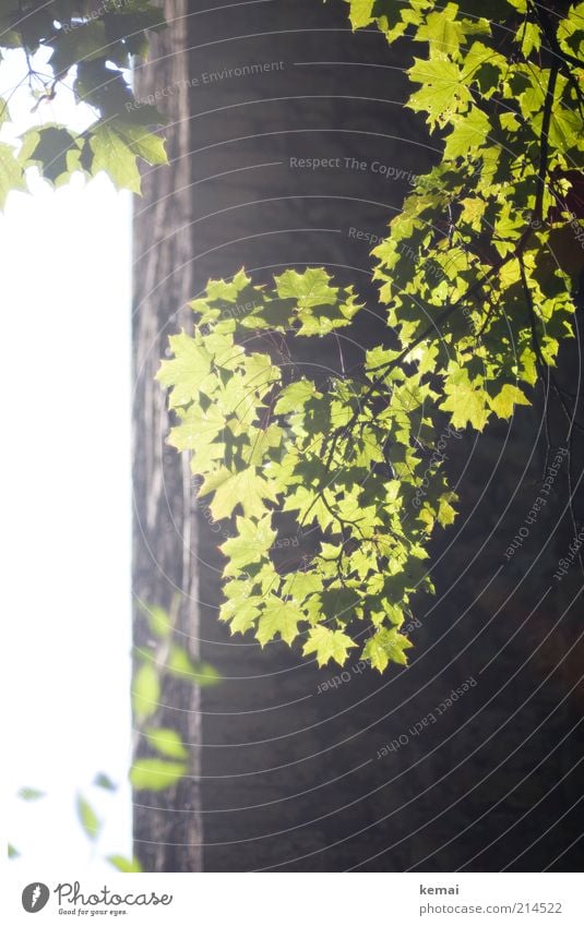 Sonnen-Erinnerung Umwelt Natur Pflanze Sonnenlicht Sommer Klima Schönes Wetter Wärme Baum Blatt Grünpflanze Wildpflanze Bauwerk Gebäude Turm Mauer Wand leuchten