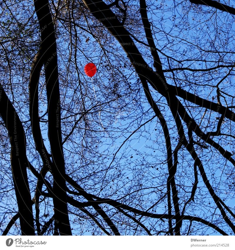 der 100ste Luftballon Stil harmonisch Umwelt Natur Landschaft Himmel Sommer Schönes Wetter Baum Wald Fluggerät Ballone fangen fliegen leuchten träumen fest blau