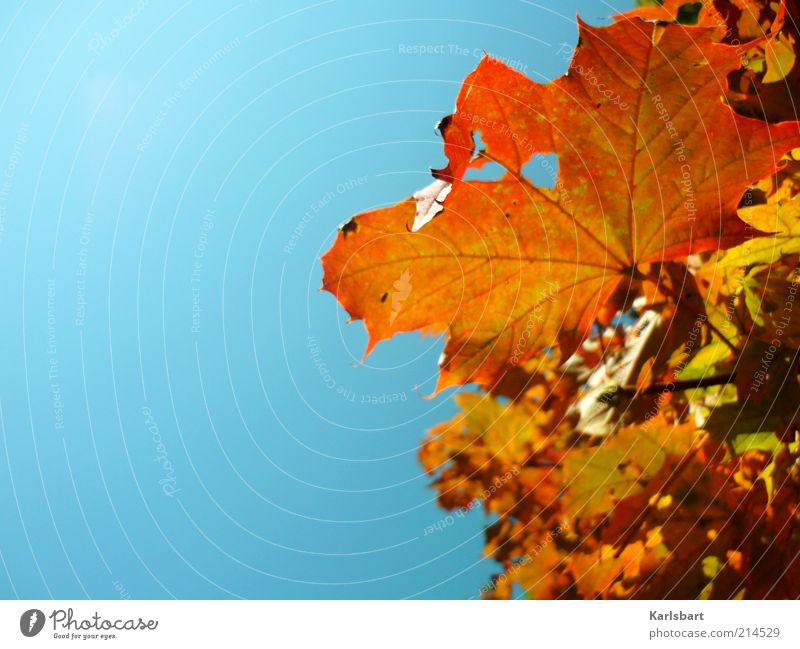 himmel. es herbstet. Lifestyle Freude Leben Sinnesorgane Erholung Umwelt Natur Himmel Herbst Schönes Wetter Baum Blatt Ahornzweig Ahornblatt gelb rot