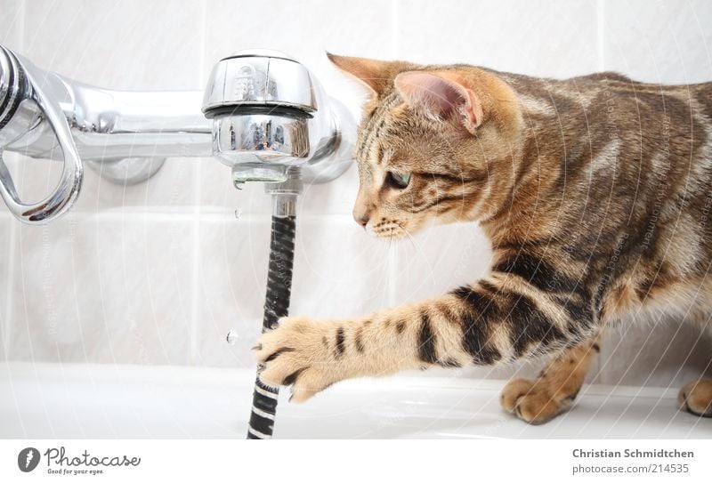 Wasserkatze Tier Haustier Katze 1 Tierjunges Schwimmen & Baden beobachten fangen braun schwarz weiß Freude Mut Bengalkatze Rassekatze Neugier Krallen