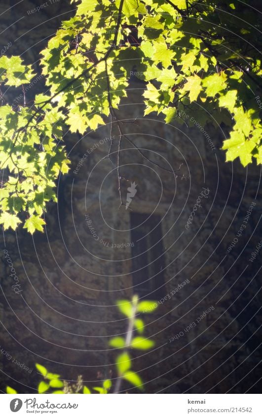 Fotosynthese in Aktion Umwelt Natur Pflanze Sonnenlicht Sommer Schönes Wetter Wärme Baum Blatt Grünpflanze Wildpflanze Park Turm Bauwerk Gebäude Mauer Wand