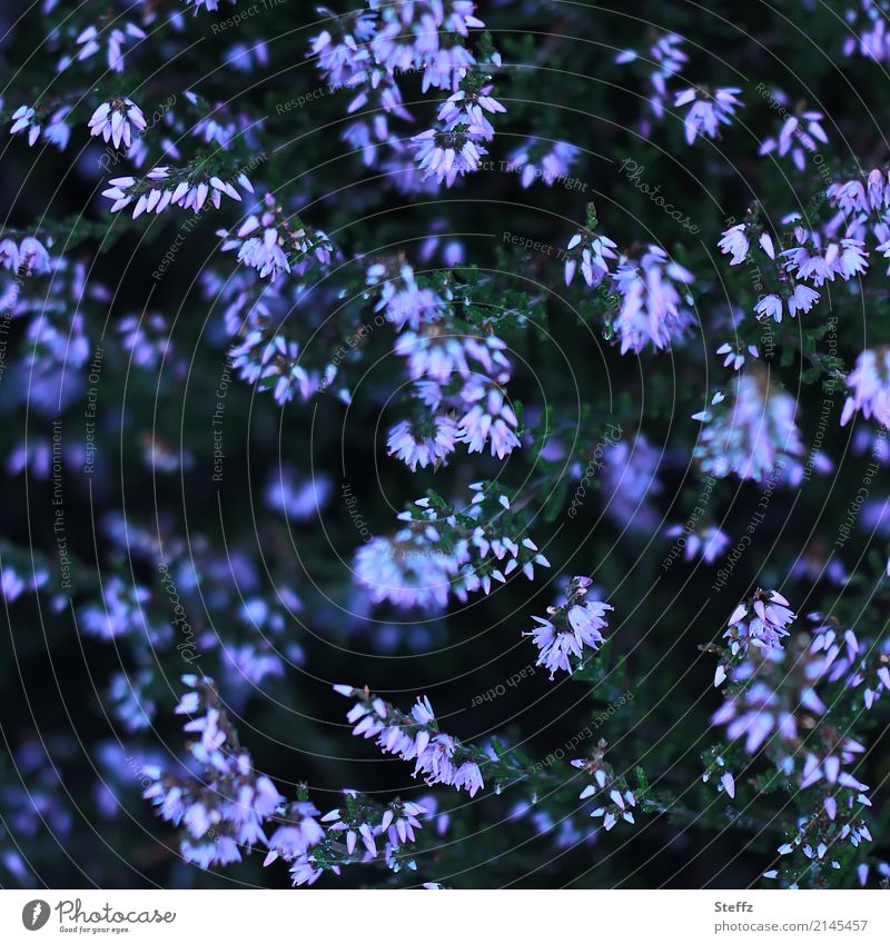 Heideblüten von oben gesehen blühende Heide heimische Wildpflanzen nordische Natur nordische Romantik nordische Wildpflanzen Sträucher Heidekraut Besenheide