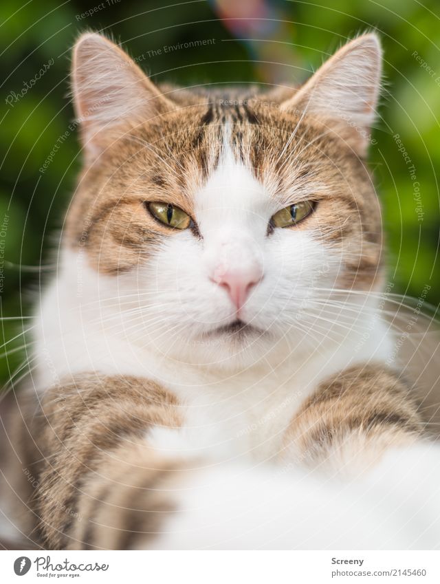 Nur...nicht...blinzeln.... Natur Tier Haustier Katze 1 beobachten Blick Gelassenheit geduldig ruhig Farbfoto Außenaufnahme Nahaufnahme Menschenleer Tag