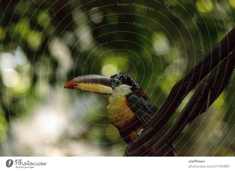 Aracari mit der Wimper, genannt Pteroglossus beauharnaeii Pflanze Baum Wald Urwald Tier Wildtier Vogel 1 mehrfarbig gelb gold grün orange rot weiß Tukane