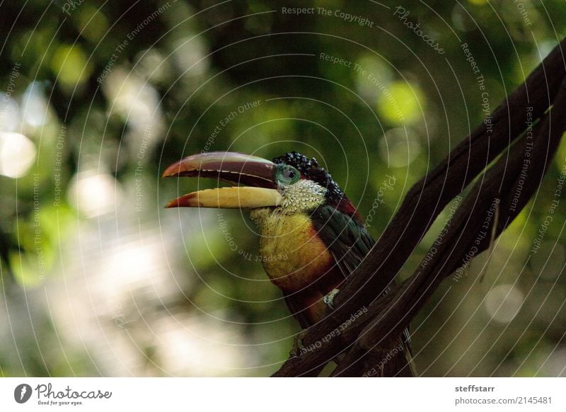 Aracari mit der Wimper, genannt Pteroglossus beauharnaeii Baum Wald Urwald Tier Wildtier Vogel 1 blau mehrfarbig gelb gold orange rot weiß Tukane