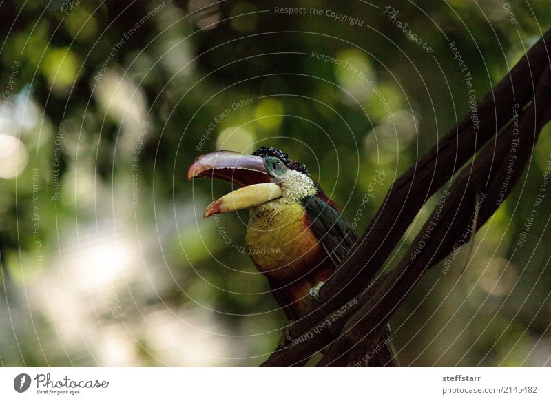 Aracari mit der Wimper, genannt Pteroglossus beauharnaeii Baum Wald Urwald Tier Vogel 1 mehrfarbig gelb gold grün rot Tukane Kräuselhaubenarassari