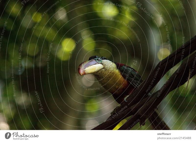 Aracari mit der Wimper, genannt Pteroglossus beauharnaeii Baum Wald Urwald Tier Wildtier Vogel 1 blau mehrfarbig gelb gold grün orange rot Tukane