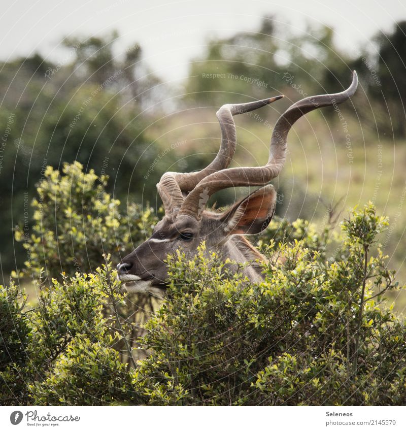 gesundes Frühstück im Park Ferien & Urlaub & Reisen Tourismus Ausflug Abenteuer Ferne Safari Expedition Sommer Sommerurlaub Umwelt Natur Sträucher Tier Wildtier