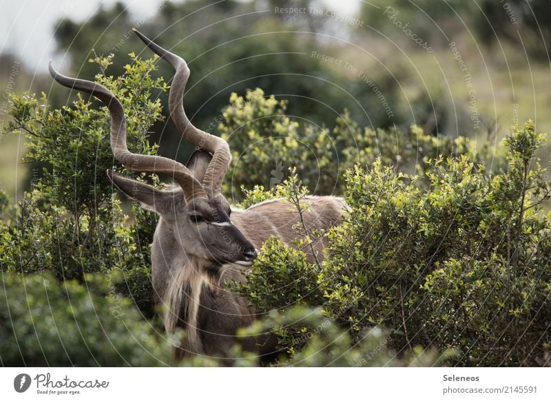 . Ferien & Urlaub & Reisen Tourismus Ausflug Abenteuer Ferne Freiheit Safari Expedition Umwelt Natur Frühling Sommer Sträucher Tier Wildtier Tiergesicht Kudu