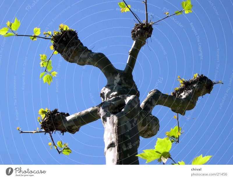 Frühling Baum Blatt grün eigenwillig Platane Himmel blau Baumstamm Ast Zweig