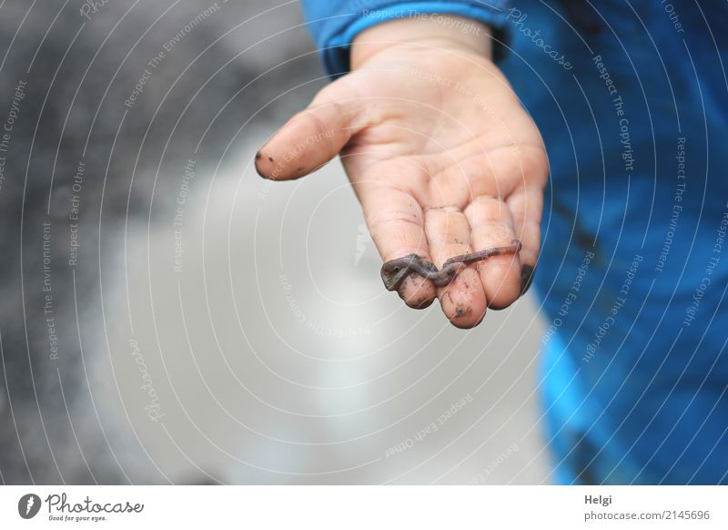 ... der Regenwurm in einer Kinderhand Mensch maskulin Kleinkind Hand Finger 1 3-8 Jahre Kindheit Sommer schlechtes Wetter Regenhose Tier beobachten entdecken