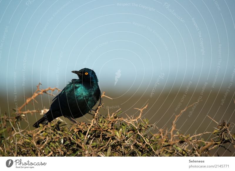 Glanzstar Ferien & Urlaub & Reisen Ausflug Ferne Freiheit Expedition Sträucher Tier Wildtier Vogel Tiergesicht Star 1 natürlich Ornithologie Farbfoto