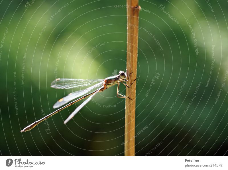 kleine Pause Umwelt Natur Pflanze Tier Urelemente Luft Sommer Wildtier Flügel 1 sitzen hell natürlich braun grün Insekt Libelle Halm vertrocknet Erholung