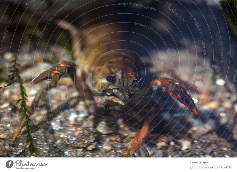 Nahaufnahme auf einer Krabbe Meeresfrüchte Sommer Natur Tier Fluss frisch Arthropode Krallen Schmarotzerrosenkrebs Fisch Lebensmittel Feinschmecker Wirbellose