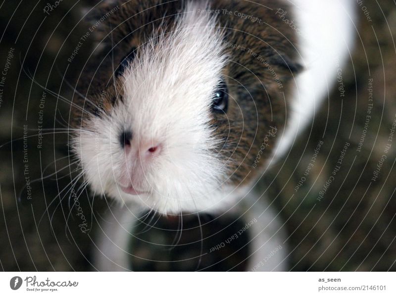 Einmal Gurke bitte Tier Haustier Tiergesicht Fell Zoo Streichelzoo Meerschweinchen Nagetiere Schnurrhaar Nase 1 Tierjunges Blick authentisch klein natürlich