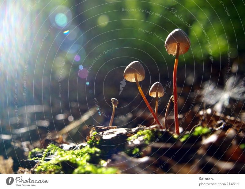 sunlight funghi Umwelt Natur Pflanze Wald außergewöhnlich glänzend natürlich schön Pilz Sonnenstrahlen Blendenfleck Waldboden schimmern Moos Blatt Boden Verhext