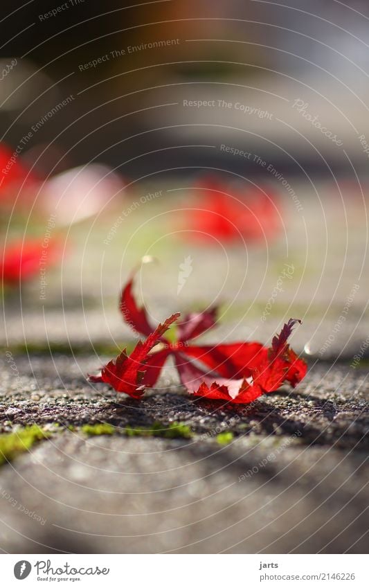 herbst Pflanze Herbst Blatt Garten Park Wege & Pfade liegen schön rot Gelassenheit geduldig ruhig Farbfoto mehrfarbig Außenaufnahme Nahaufnahme Menschenleer