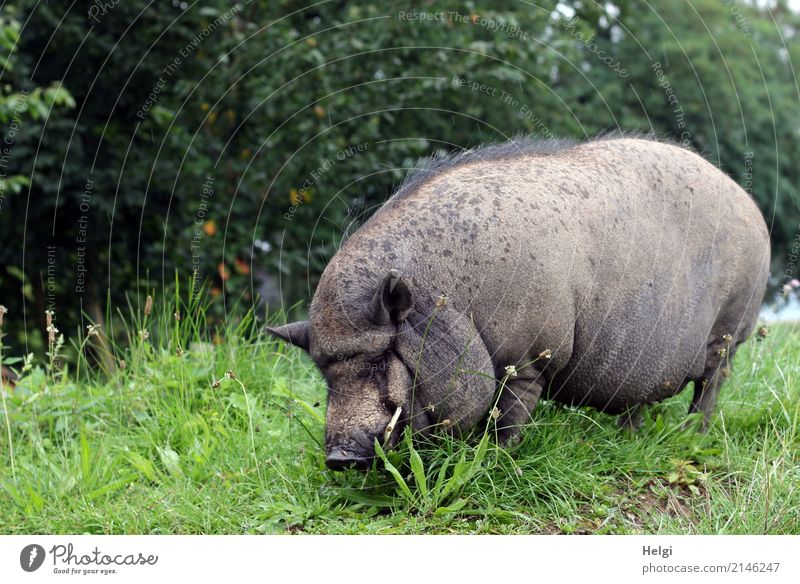 Schwein gehabt, ... Umwelt Natur Pflanze Tier Sommer Baum Gras Grünpflanze Wiese Haustier Hängebauchschwein 1 Fressen stehen authentisch außergewöhnlich dick