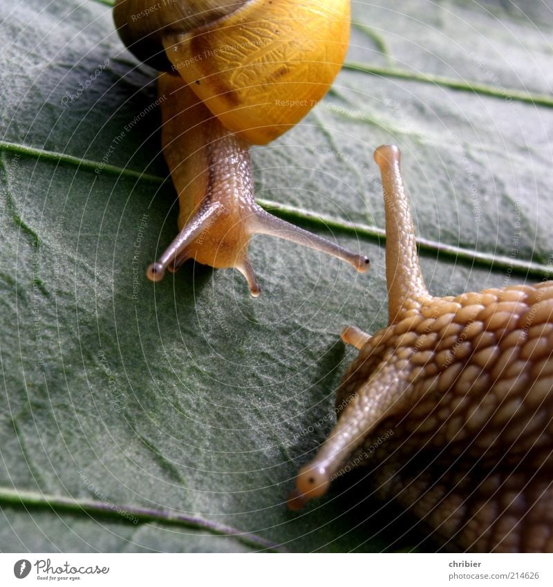 Ich schau dir in die Augen, Kleines! Natur Tier Blatt Schnecke Fühler 1 2 Tierjunges Tierfamilie Beratung sprechen Kommunizieren groß klein nah Neugier niedlich