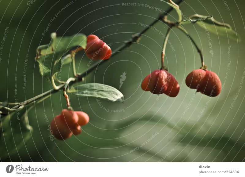 Europäisches Pfaffenhütchen Umwelt Natur Pflanze Sträucher Blatt Grünpflanze Wildpflanze Giftpflanze Beeren Beerensträucher Zweige u. Äste hängen Wachstum grün