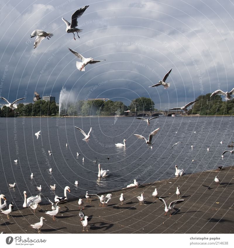 Die Vögel See Hamburg Stadtzentrum Vogel Möwe Tiergruppe Schwarm fliegen Fressen schreien Appetit & Hunger Konkurrenz Futterneid Alsterufer Farbfoto