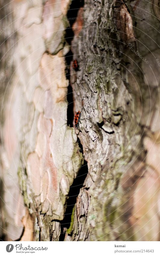 Leben in der Rinde Umwelt Natur Pflanze Tier Sommer Schönes Wetter Wärme Baum Wildpflanze Baumrinde Baumstamm Linde Befall Wildtier Käfer Wanze Feuerwanze