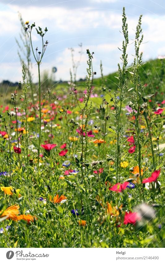 Blumenwiese im Sommer mit vielen verschiedenen Blumen und Gräsern Umwelt Landschaft Pflanze Himmel Wolken Schönes Wetter Gras Blatt Blüte Wiese Blühend stehen