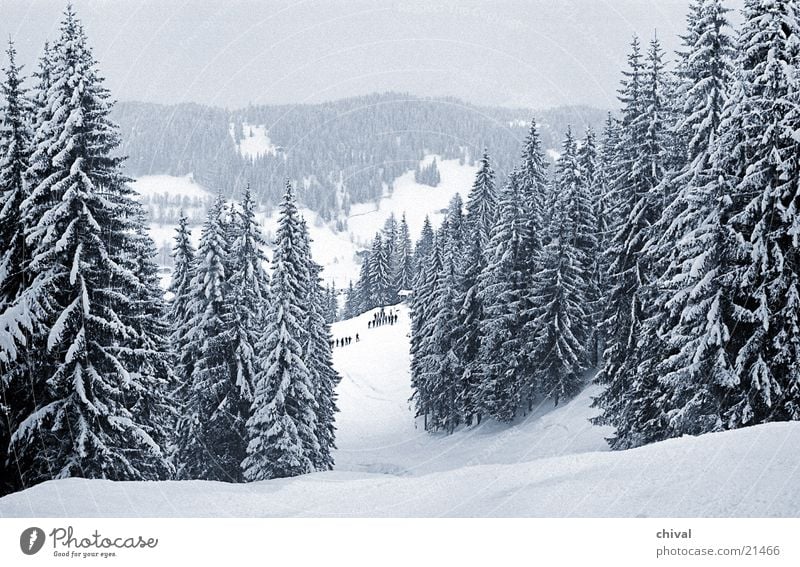 Skikurs Tanne Fichte Ferien & Urlaub & Reisen Wolken Berge u. Gebirge Schnee Alpen Skipiste Schneelandschaft Winterwald Außenaufnahme Idylle traumhaft Farbfoto