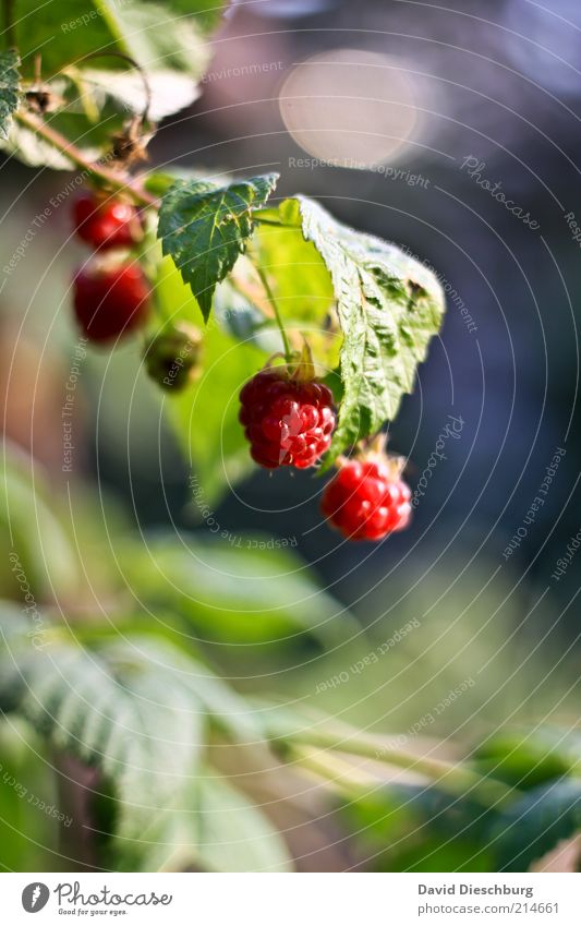 Lecker und gesund Lebensmittel Frucht Ernährung Bioprodukte Vegetarische Ernährung Umwelt Natur Pflanze Sommer Sträucher Nutzpflanze gelb grün rot Himbeeren