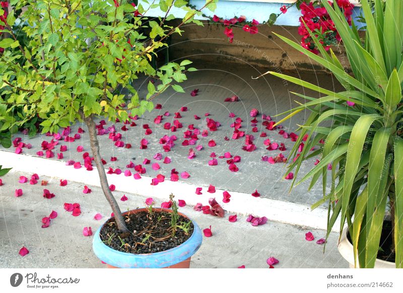 schönes Ende harmonisch Ferien & Urlaub & Reisen Sommer Gartenarbeit Pflanze Blume Blatt Blüte Topfpflanze Treppe Stein Beton Blühend Duft verblüht ästhetisch