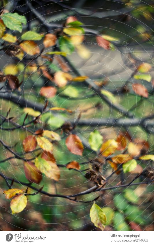 herbstelt so schön. Umwelt Natur Herbst Baum Blatt verblüht natürlich mehrfarbig Farbe Vergänglichkeit Jahreszeiten Buche Buchenblatt färben Unschärfe