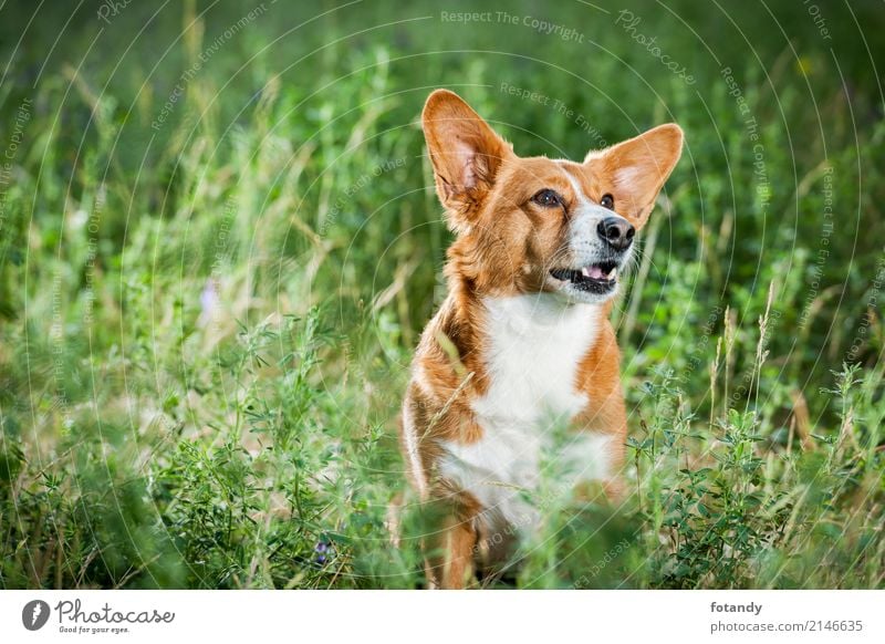 Welsh Corgi on the grass lookin up Freude schön Sommer Freundschaft 1 Mensch Schönes Wetter Gras Platz Fell Haustier Hund Tier beobachten Blick sitzen warten