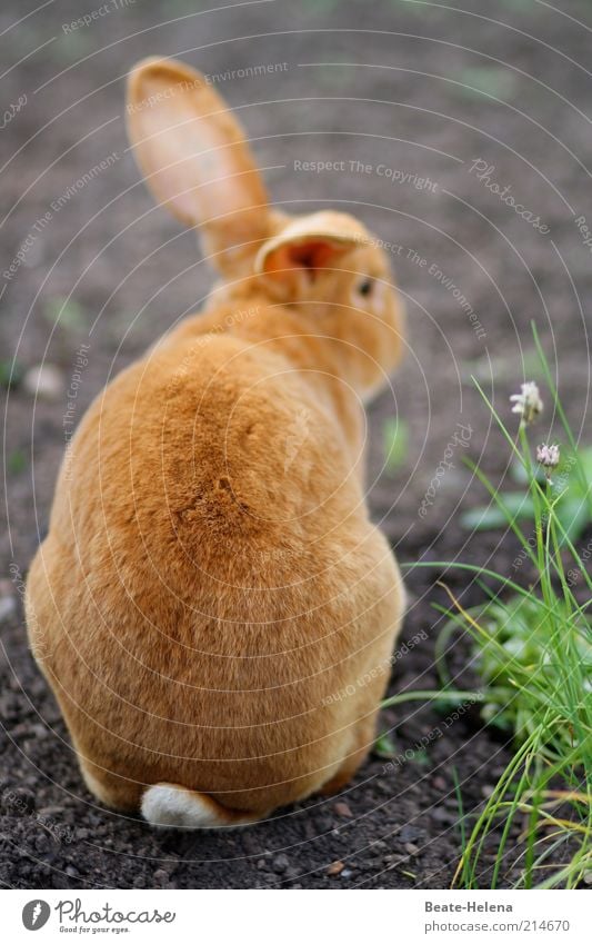 Ferne Osterträume Natur Frühling rothaarig Behaarung Tier Nutztier Wildtier Fell Streichelzoo Zeichen Osterhase hocken warten Fröhlichkeit kuschlig schön braun