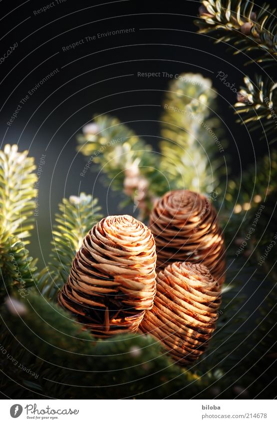 Ozapft is! Natur Pflanze Baum Grünpflanze Nutzpflanze braun gold grün Gefühle Stimmung schön Vorsicht Hoffnung Inspiration Wunsch Tanne Tannenzweig Adventskranz