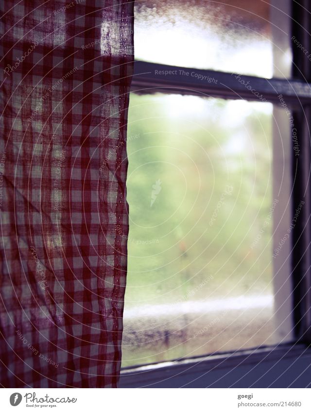 Teehaus Pflanze Baum Fenster Vorhang Gardine Glas kalt grün rot weiß Schutz Geborgenheit Warmherzigkeit ruhig beschlagen Kondenswasser Stoff Stoffmuster